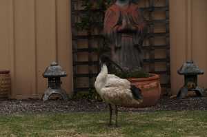 BLACK-HEADED-IBIS (6)-1